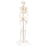 Patterson Medical Full Body Skeletal Anatomical Model