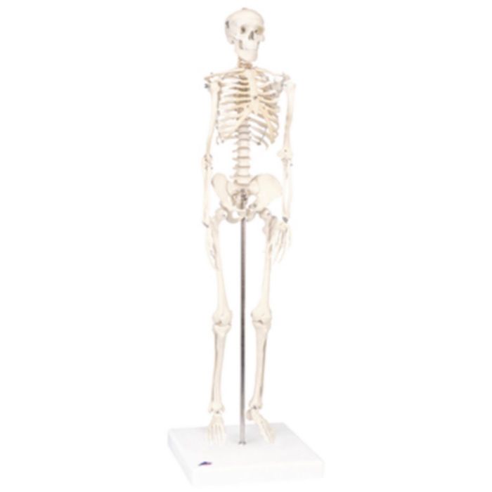 Patterson Medical Full Body Skeletal Anatomical Model