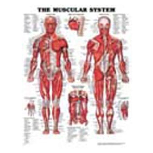 Wolters Kluwer Health  Chart Anatomical The Muscular System 20x26" Ea (9781587790355)