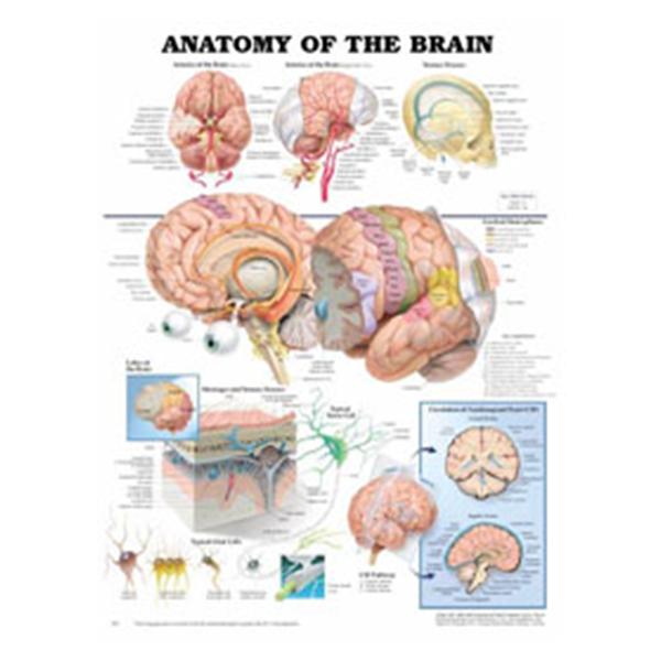 Wolters Kluwer Health  Chart Anatomical Anatomy of The Brain 20x26" EA