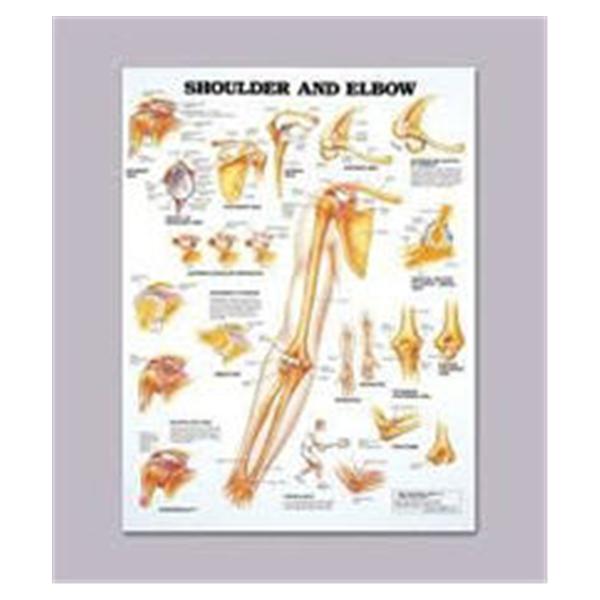 Patterson Med(Sammons Preston) Chart Anatomical Shoulder And Elbow 20x26" Ea (928196)