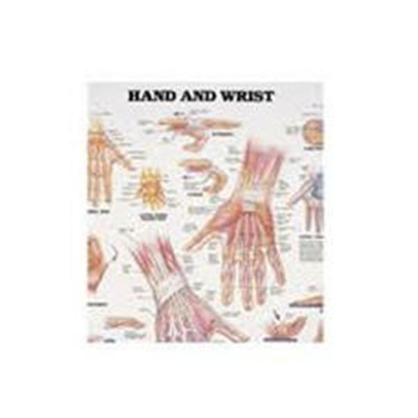 Patterson Med(Sammons Preston) Chart Anatomical Hand And Wrist 20x26" Ea (928197)