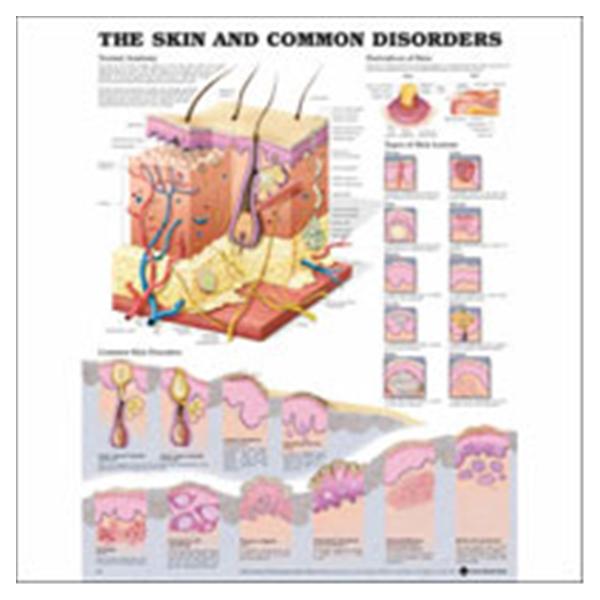 Wolters Kluwer Health  Chart Anatomical/Wall 20x26" Paper Ea