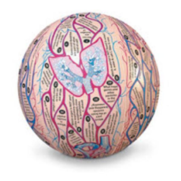 Nasco Company Ball Educational Clever Catch Human Anatomy Ea