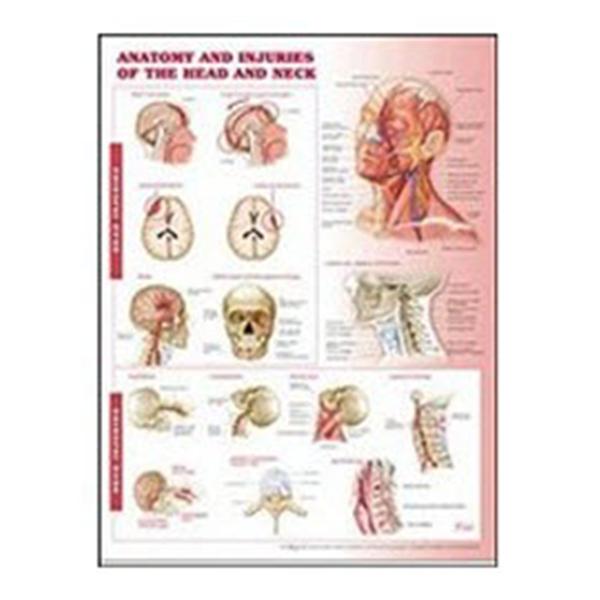 Lippott Williams @ Wilkins Chart Anatomical Antmy/Injr Hd/Nck 20x26" Ea (9780781786713)