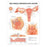 Wolters Kluwer Health  Chart Anatomical Female Reproductive 20x26" Ea