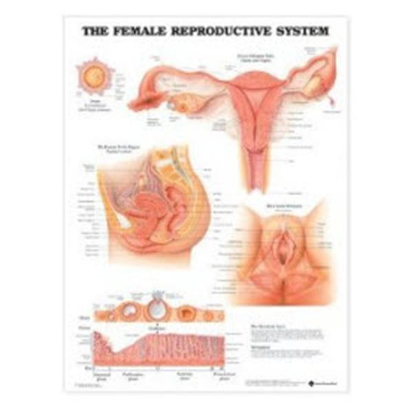 Wolters Kluwer Health  Chart Anatomical Female Reproductive 20x26" Ea