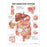 Wolters Kluwer Health  Chart Anatomical Digestive System 20x26" Ea (9781587790072)