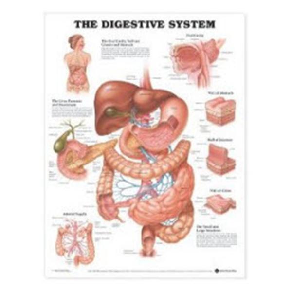 Wolters Kluwer Health  Chart Anatomical Digestive System 20x26" Ea (9781587790072)