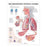 Wolters Kluwer Health  Chart Anatomical Respiratory System 20x26" Ea (9781587790546)