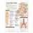 Wolters Kluwer Health  Chart Anatomical Understanding Low Back Pain 20x26" Ea (9780781782425)