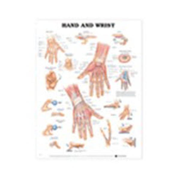 Wolters Kluwer Health  Chart Anatomical Hand And Wrist 20x26" Ea (9781587791437)