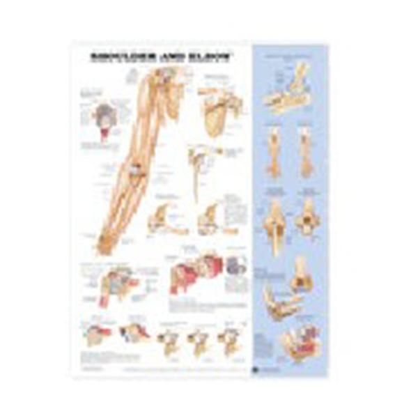 Wolters Kluwer Health  Chart Anatomical Shoulder And Elbow 20x26" Ea (9781587797545)