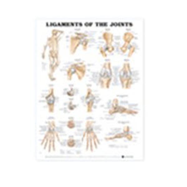 Wolters Kluwer Health  Chart Anatomical Ligaments of the Joints 20x26" Ea (9781587794667)