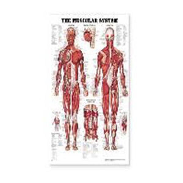 Wolters Kluwer Health  Chart Anatomical Muscles 20x26" Ea