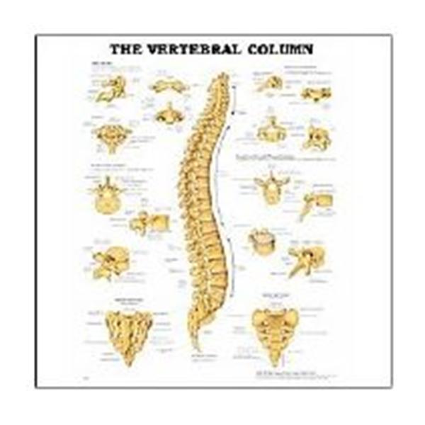 Wolters Kluwer Health  Chart Anatomical The Vertebral Column 20x26" Ea (9781587792113)