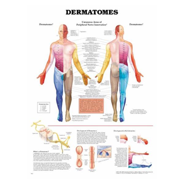 Wolters Kluwer Health  Chart Anatomical Dermatomes 20x26" Ea (9781587791123)