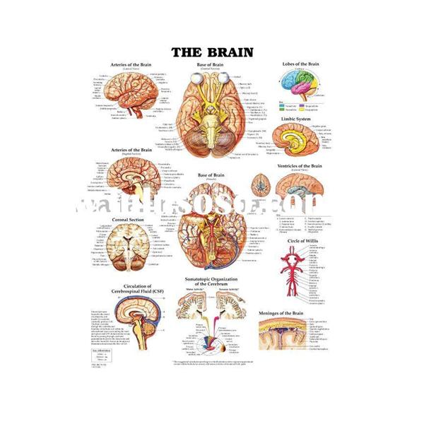 Wolters Kluwer Health  Chart Anatomical Brain 20x26" Ea (9781587791062)