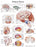 FEI Anatomical Laminated Chart