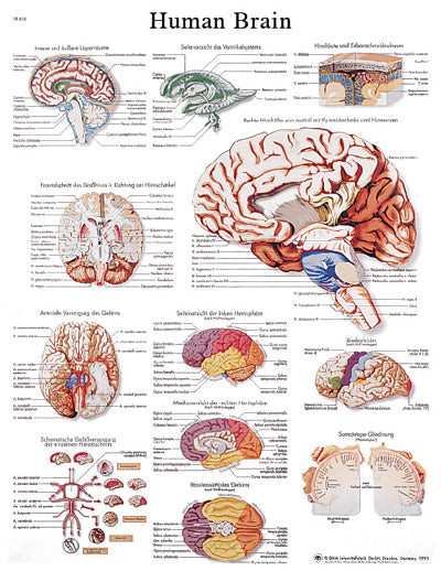 FEI Anatomical Laminated Chart