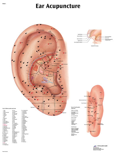 FEI Anatomical Laminated Chart