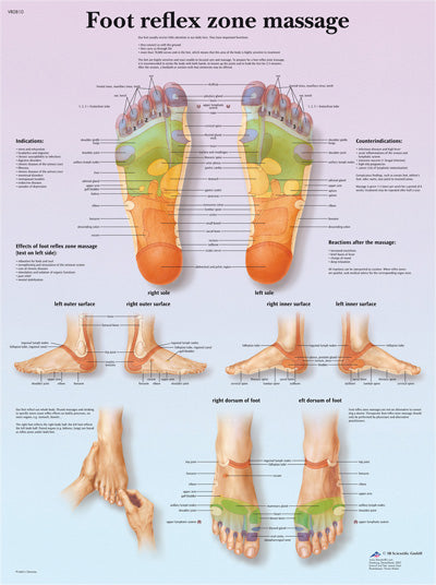 FEI Anatomical Laminated Chart