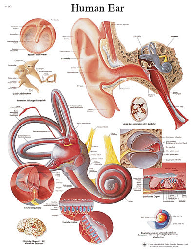 FEI Anatomical Laminated Chart