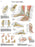 FEI Anatomical Laminated Chart