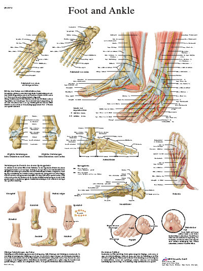 FEI Anatomical Laminated Chart