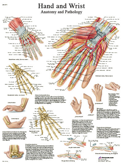 FEI Anatomical Laminated Chart