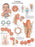 FEI Anatomical Laminated Chart