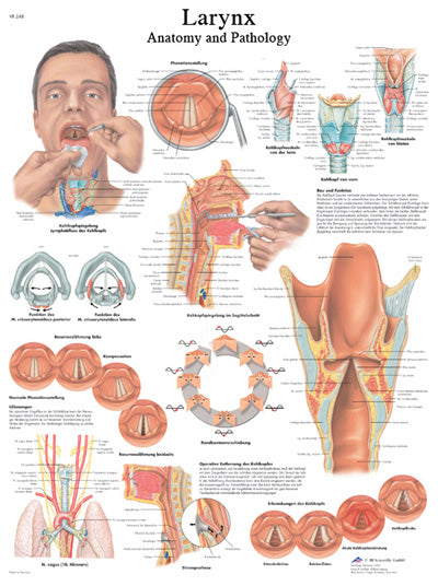 FEI Anatomical Laminated Chart