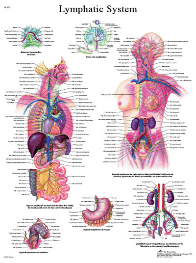 FEI Anatomical Laminated Chart