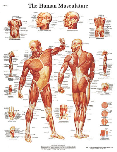 FEI Anatomical Sticky Back Chart