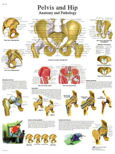 FEI Anatomical Laminated Chart