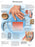 FEI Anatomical Laminated Chart