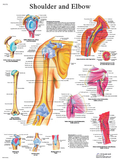 FEI Anatomical Laminated Chart