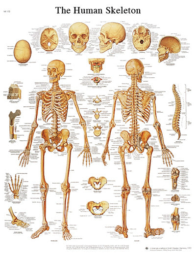 FEI Anatomical Laminated Chart