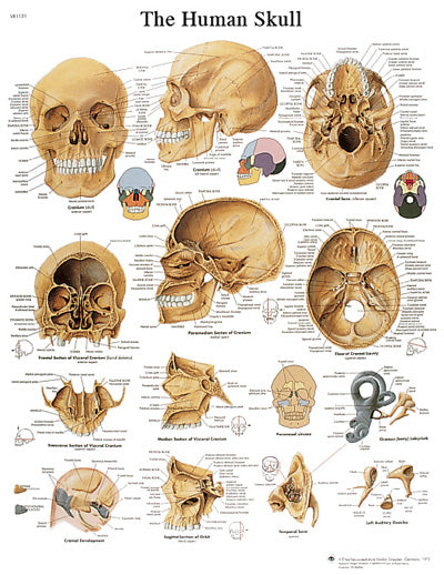 FEI Anatomical Laminated Chart