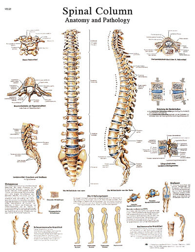 FEI Anatomical Laminated Chart