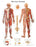 FEI Anatomical Laminated Chart