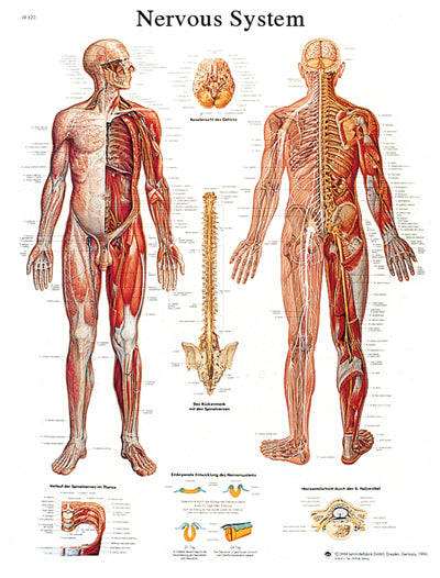 FEI Anatomical Laminated Chart