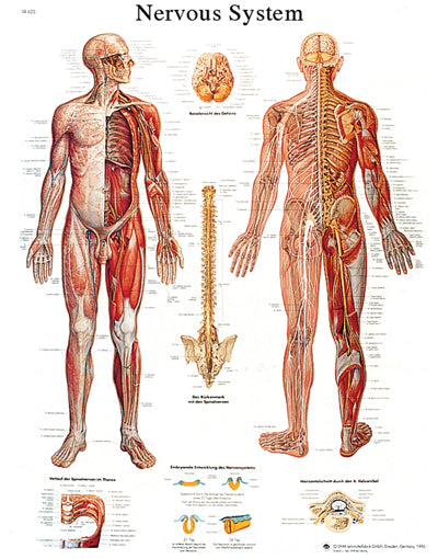 FEI Anatomical Sticky Back Chart