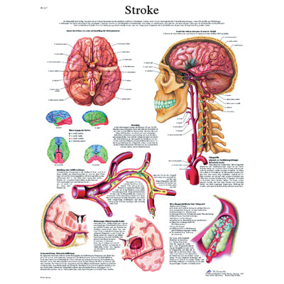 FEI Anatomical Laminated Chart