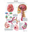 FEI Anatomical Laminated Chart