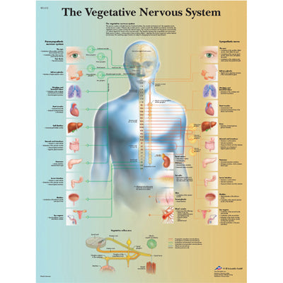 FEI Anatomical Laminated Chart