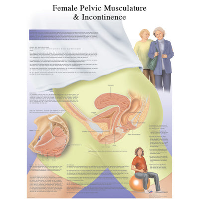 FEI Anatomical Laminated Chart