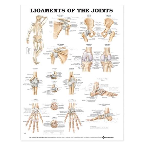 Wolters Kluwer Health  Chart Anatomical Ligaments of the Joints 20x26" Ea (9781587797101)