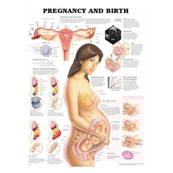 Wolters Kluwer Health  Chart Anatomical Pregnancy and Birth 20x26" Ea