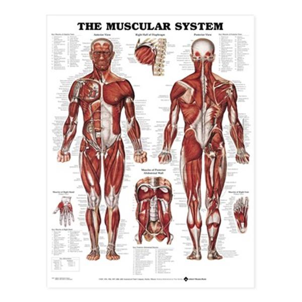Wolters Kluwer Health  Chart Anatomical Muscular System 20x26" Ea